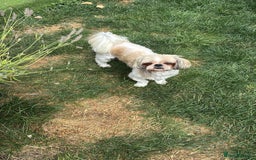 Shih Tzu dogs for sale: Adorable Shih Tzu puppy - Image 9