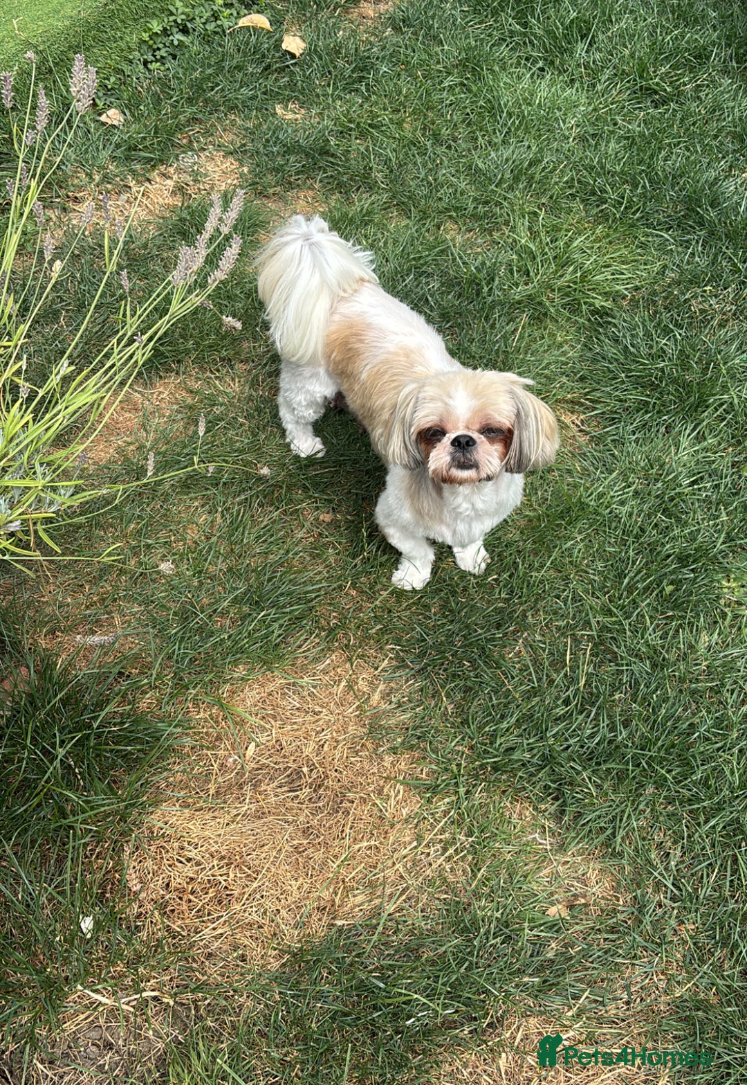 Shih Tzu dogs for sale: Adorable Shih Tzu puppy - Image 9