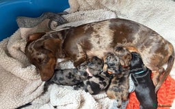 Dachshund dogs for sale: Adorable dachshund puppies - Image 1