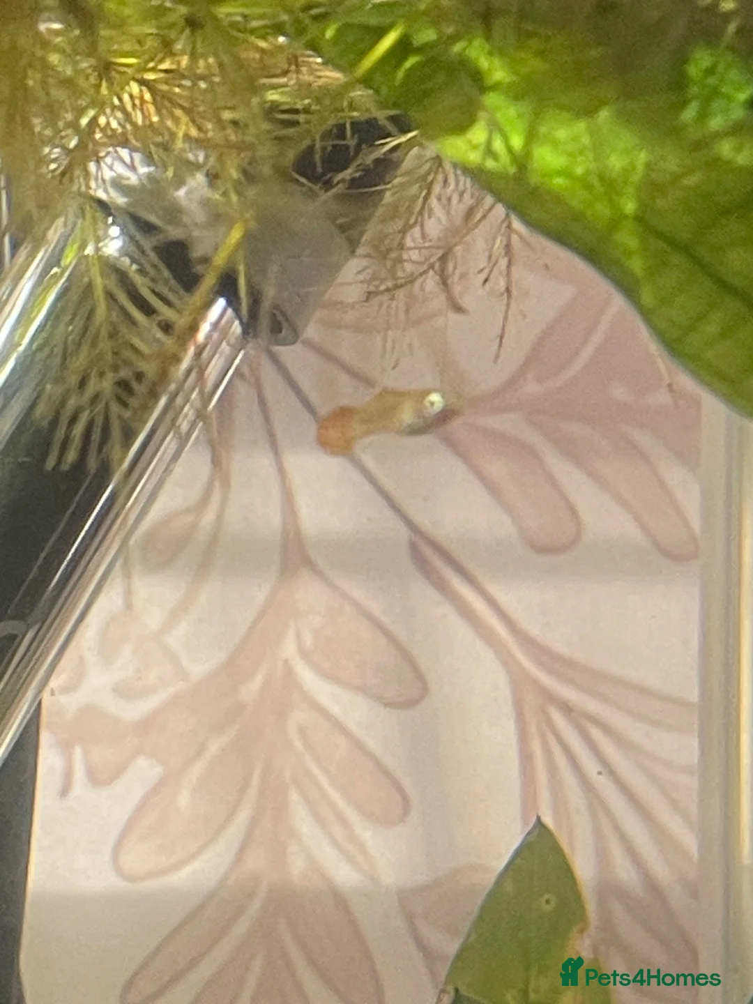 Rainbow Fish fish for sale: mixed breed guppies in Berwick-upon-Tweed - Advert 2