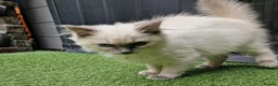 Ragdoll cats for sale: GCCF Registered Ragdoll Kittens  - Advert 16