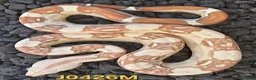 Boa Snake reptiles for sale: VPI Albino and VPI Aztecs plus other morphs - Advert 4