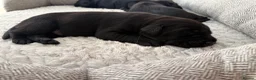 Labrador Retriever dogs for sale: Health Tested IGL Champion Bred Labrador Puppies  - Advert 16