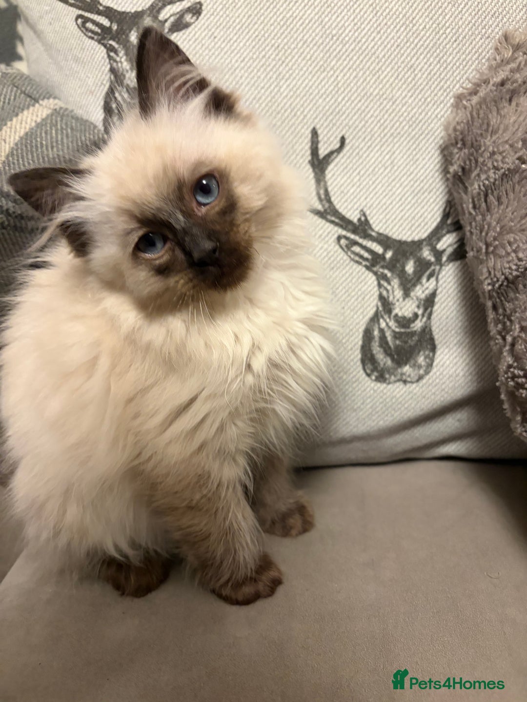 Ragdoll cats for sale: EXQUISITE RAGDOLL BABIES - Advert 12