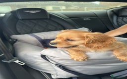 Cavachon dogs for sale: Adorable Cavachon F1B puppy  - Image 3