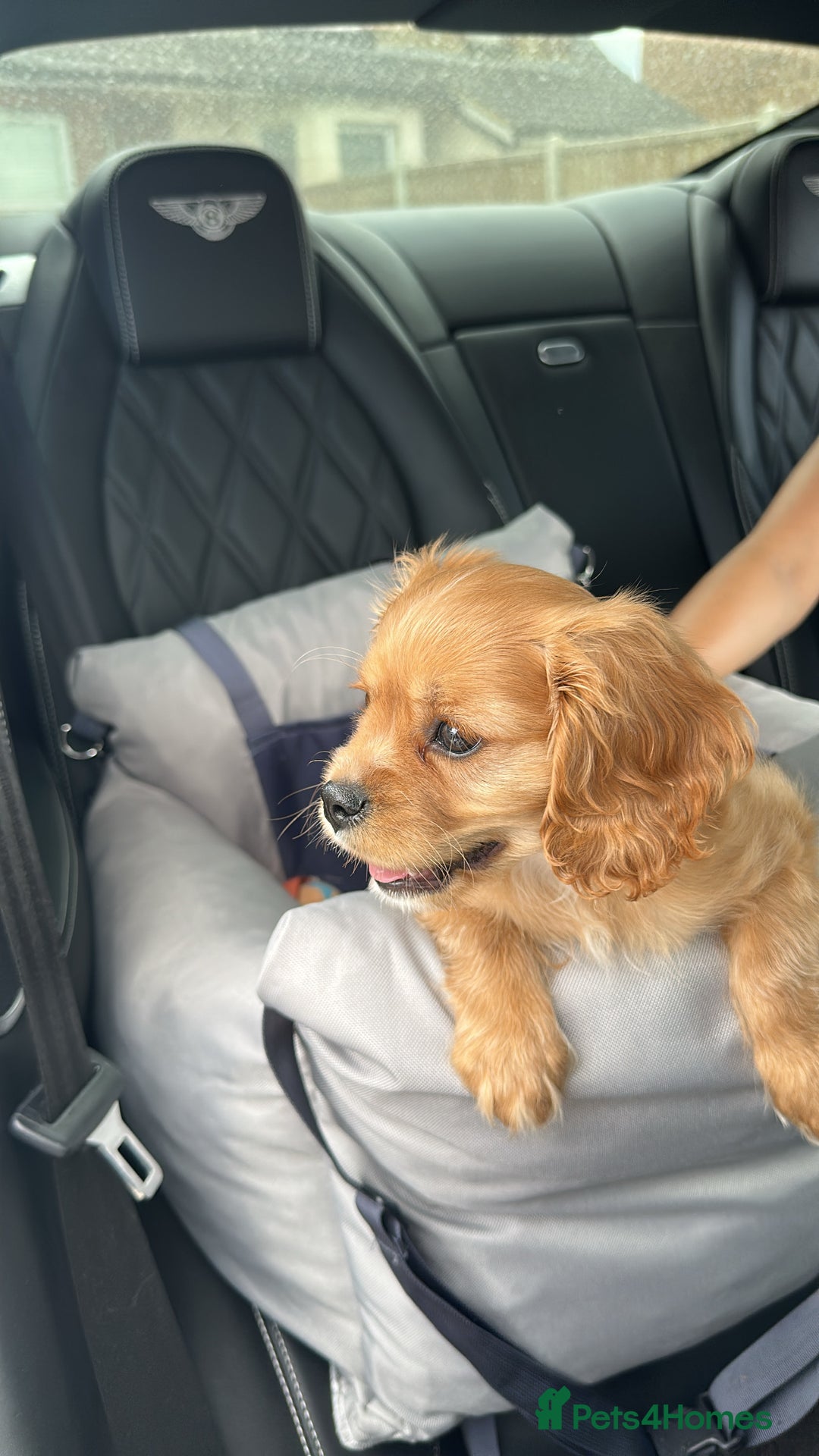 Cavachon dogs for sale: Adorable Cavachon F1B puppy  - Image 3