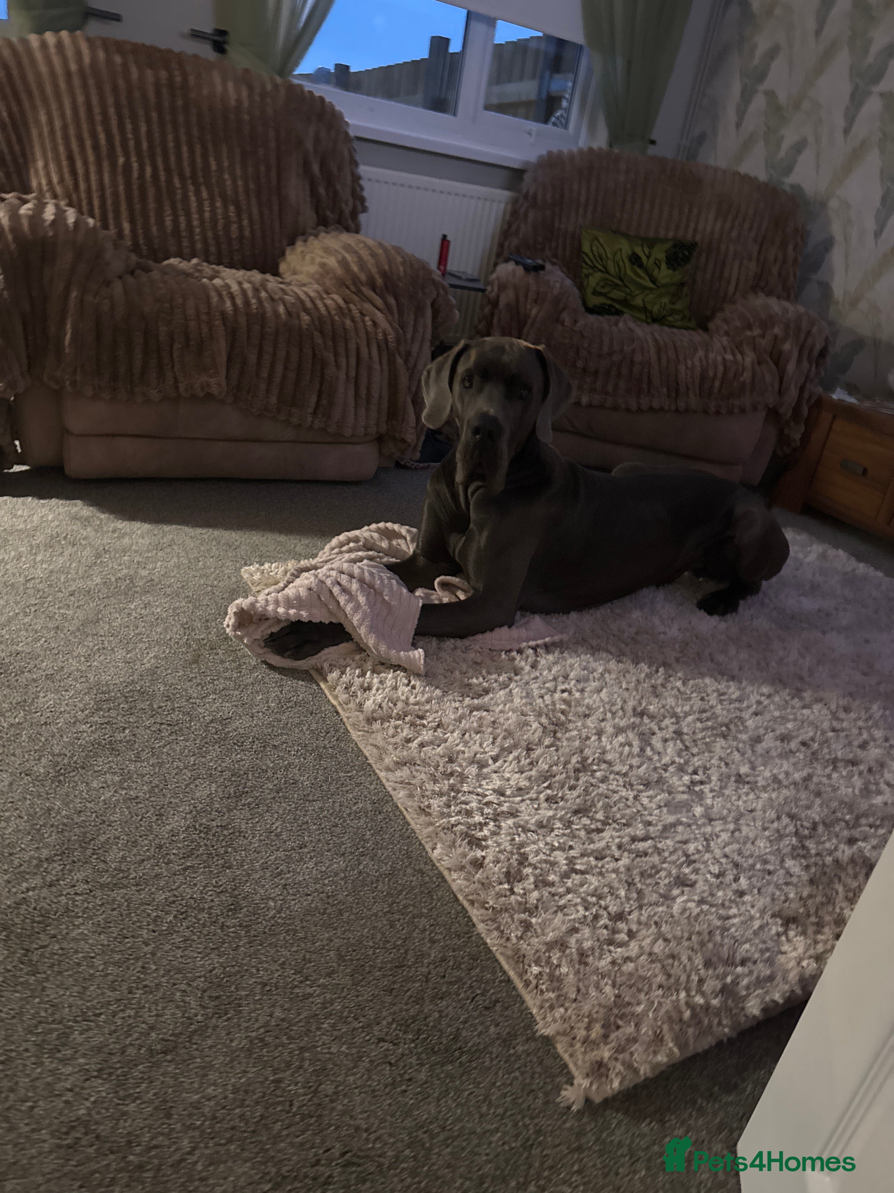 Great Dane dogs Solid blue Great Dane  - Advert 4