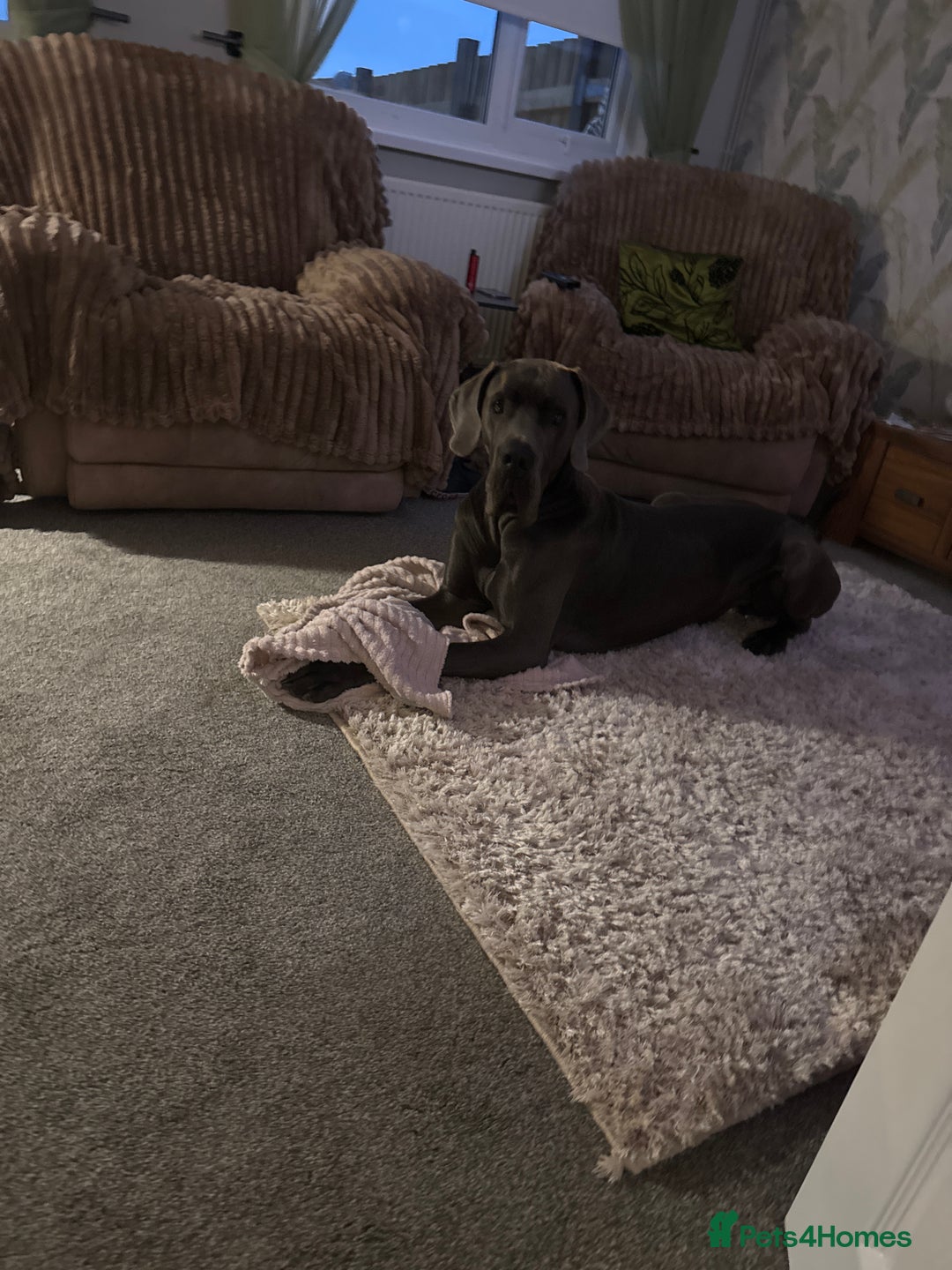 Great Dane dogs for sale: Solid blue Great Dane  - Image 1
