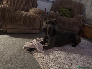 Great Dane dogs Solid blue Great Dane - Advert 4