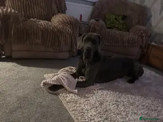 Great Dane dogs Solid blue Great Dane - Advert 1