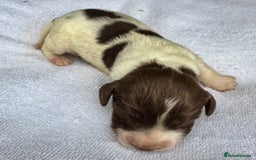 Sprocker dogs for sale: Merle, Chocolate & white spaniels  - Image 3