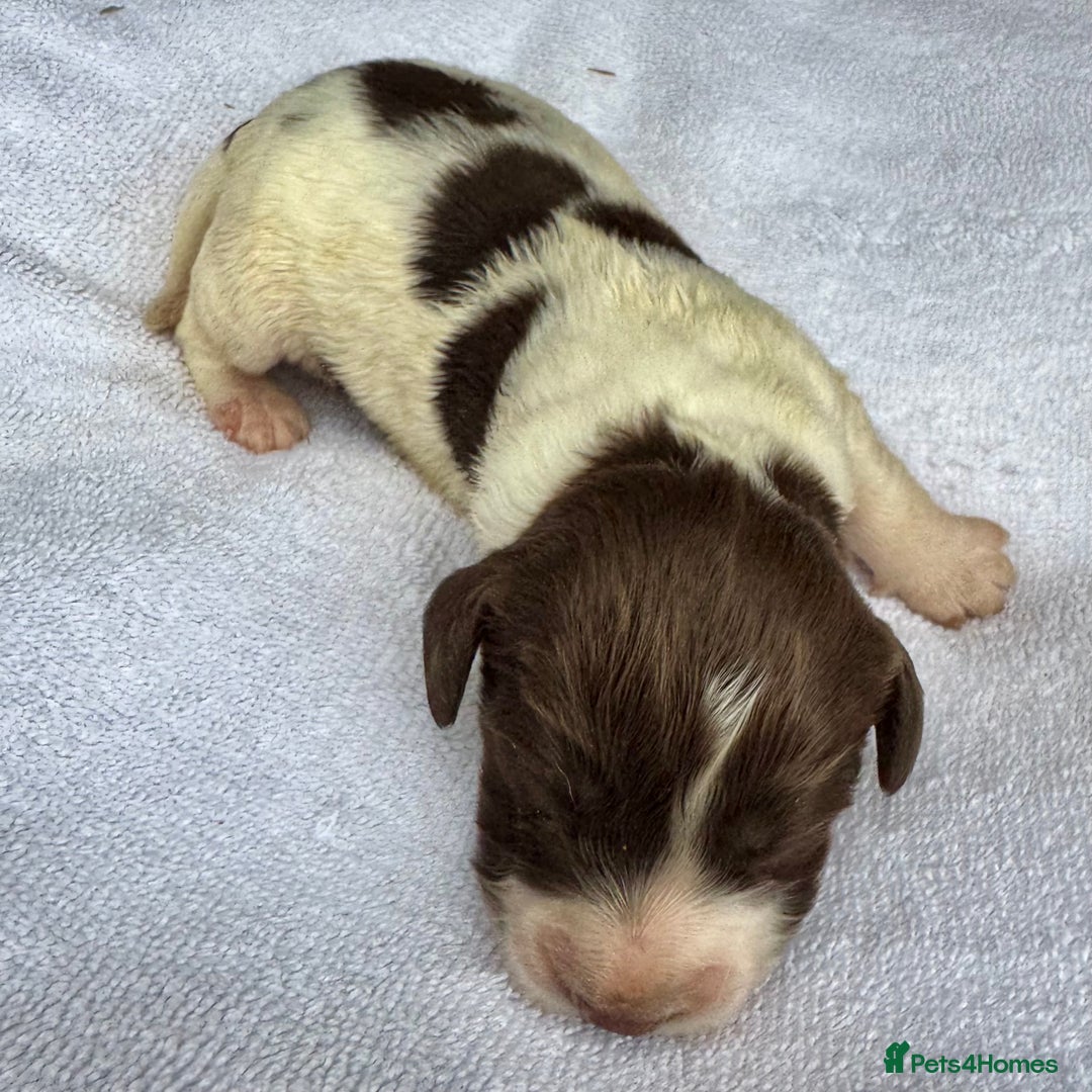 Sprocker dogs for sale: Merle, Chocolate & white spaniels  - Image 3