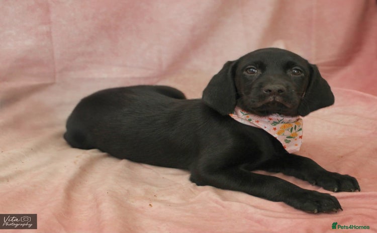 Labrador Retriever dogs - Advert 11
