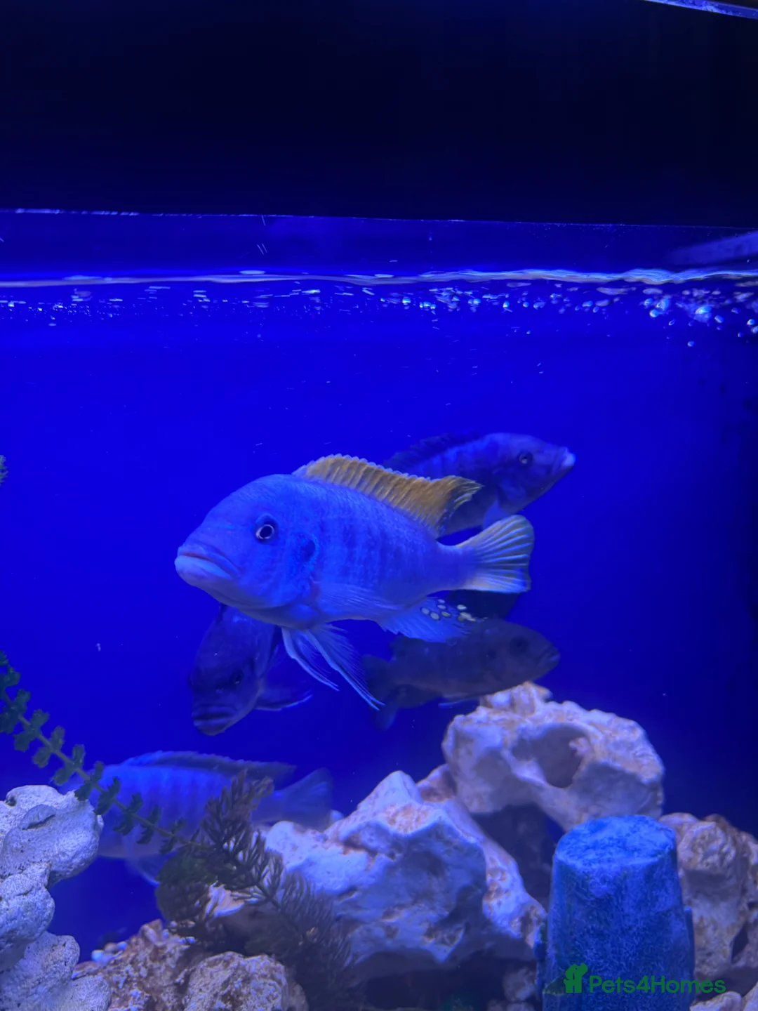 Cichlids fish for sale: 10 Malawi cichlids  - Advert 1