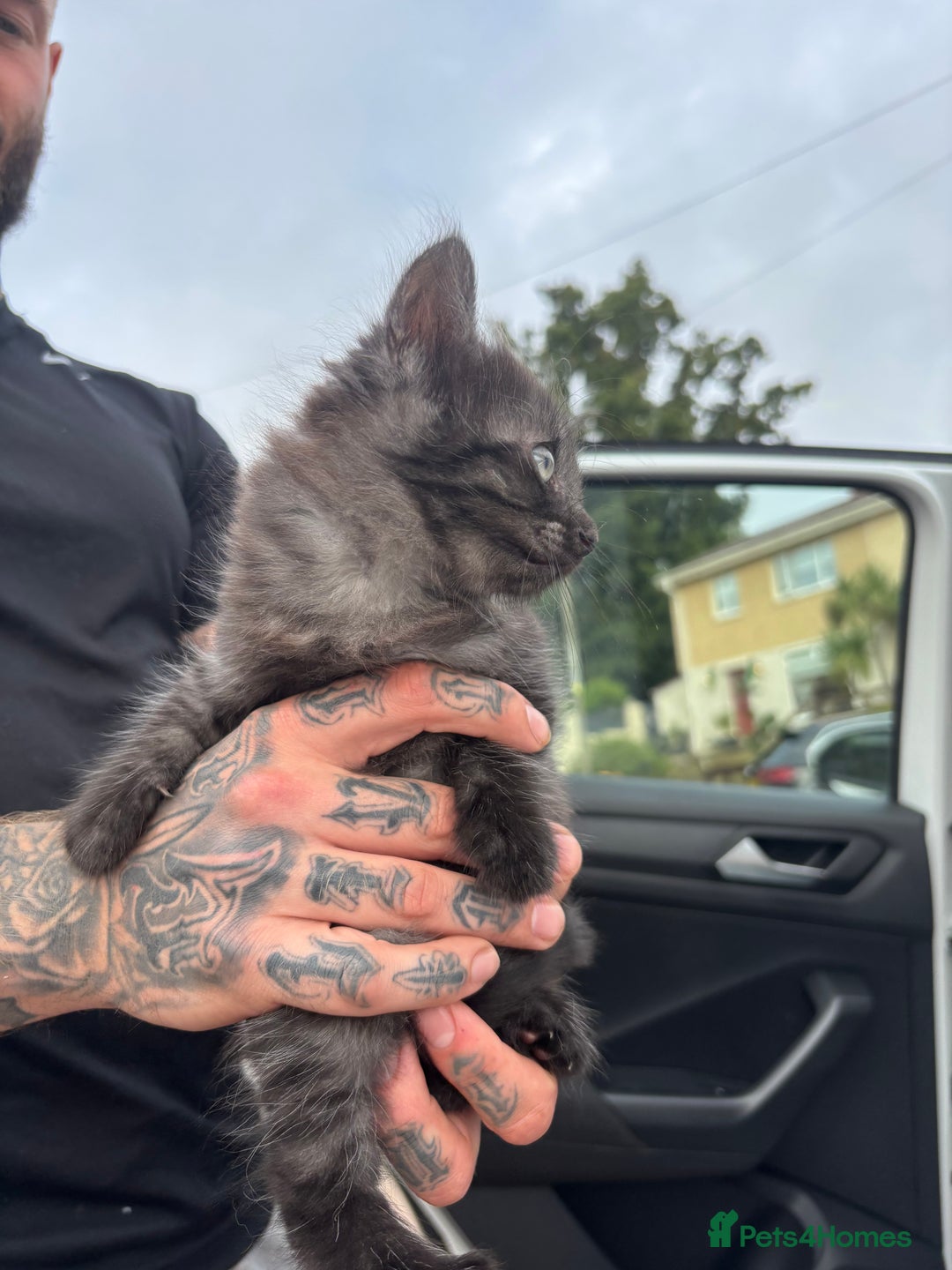 Maine Coon cats for sale: Ready tomorrow mixed breed kitten - Image 4