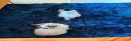 Ragdoll cats for sale: Stunning Ragdoll kittens  - Advert 32