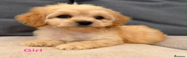 Cockapoo 3