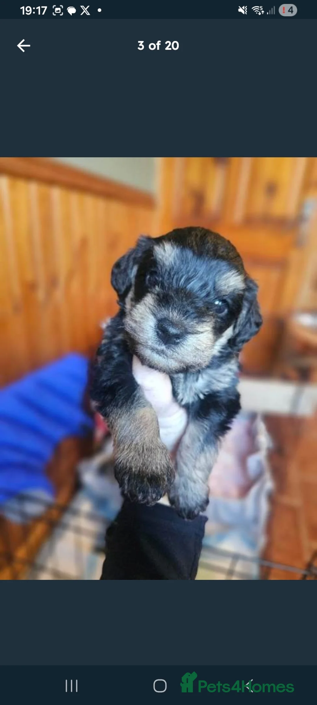 Schnoodle dogs for sale: Snchoodle pups in Cookstown - Advert 18