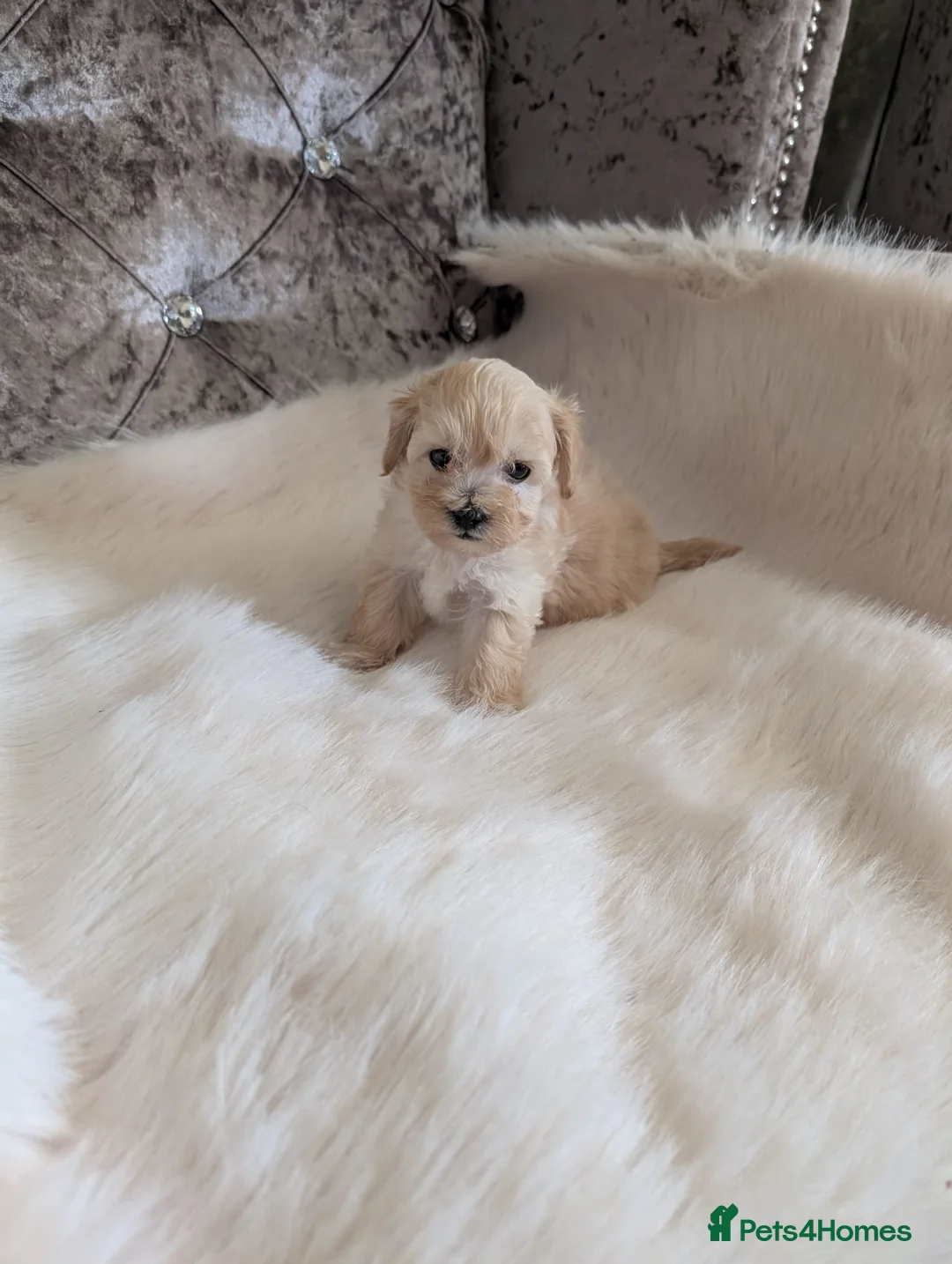 Maltipoo dogs for sale: Maltipoo puppies  - Advert 1