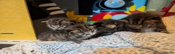 Mixed Breed cats for sale: Kittens for sale  - Advert 3