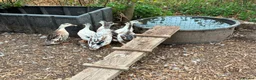 Ducks poultry for sale: Appleyard Ducks – 2 Females & 3 Males in Telford - Advert 4