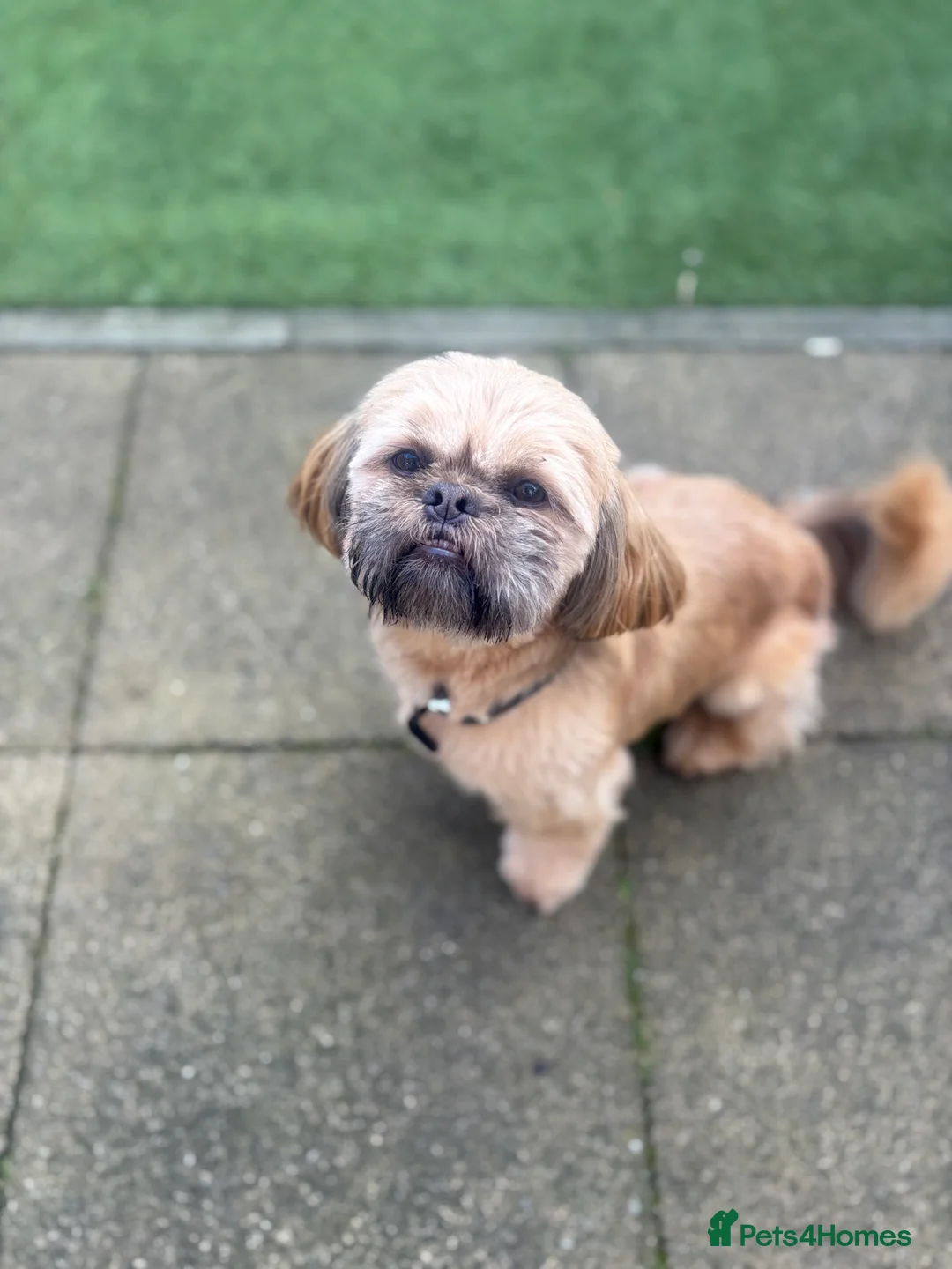 Shih Tzu dogs for stud: Shih Tzu half imperial chocolate liver genes  - Advert 2