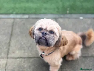 Shih Tzu dogs shih tzu/half imperial chocolate/liver genes - Advert 13