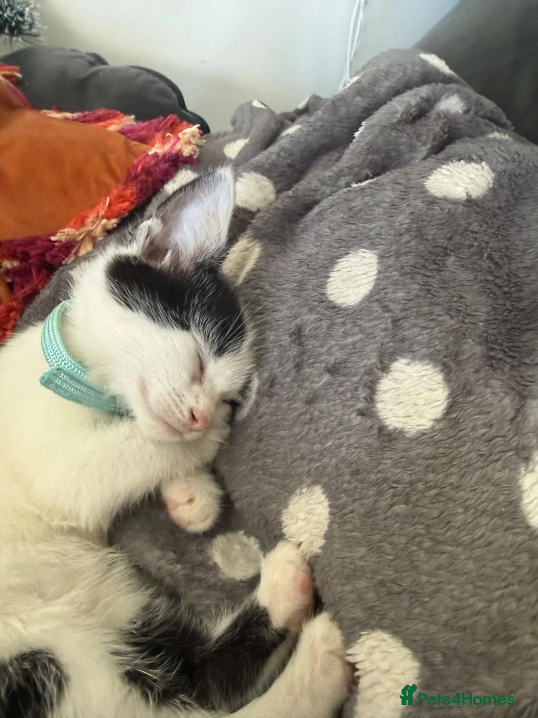 Domestic Shorthair cats for sale: Cute kitten  in Basildon - Advert 5