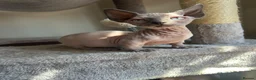 Sphynx cats for sale: Short Leg Munckin Sphinx Kittens(BullyCat) - Advert 3