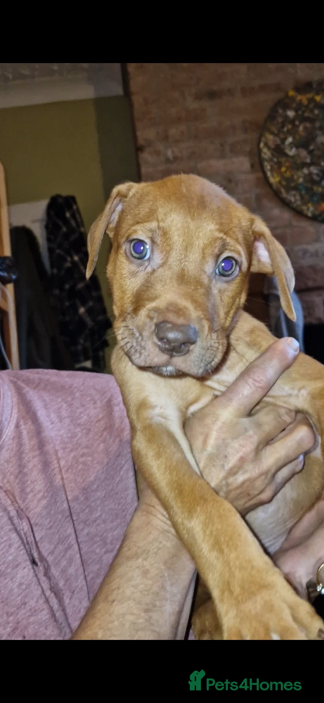 Mixed Breed dogs for sale: Doberman/labrador x american bulldog/english staff - Advert 8