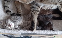 Mixed Breed cats for sale: Tabby kitten - Image 3