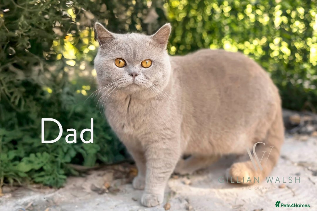 British Shorthair cats for sale: British Shorthair Kitten  - Image 6