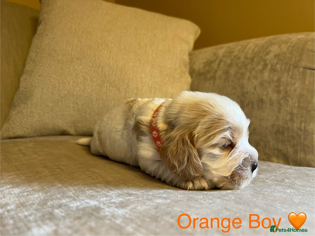 Cocker Spaniel dogs for sale: Show Cocker Spaniel Puppies For Sale - Image 5