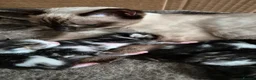 Mixed Breed cats for sale: *two left* Amazing family raised kitten - Advert 13
