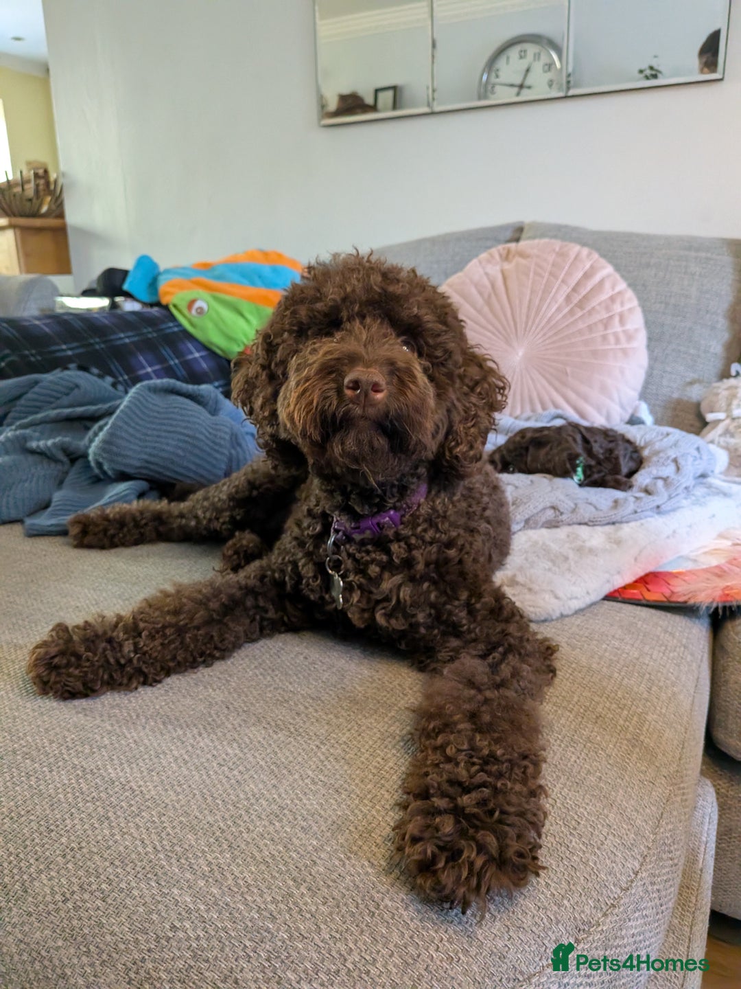 Cockapoo dogs for sale: 5 males, 7 week old Cockerpoo for sale  - Image 17