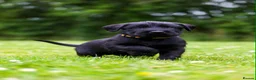 Giant Schnauzer dogs for sale: TRUE QUALITY GIANT SCHNAUZER PUPPIES - Advert 13