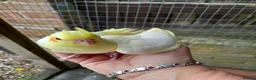 Cockatiels birds for sale: Baby  Cockatiels for sale - Advert 4
