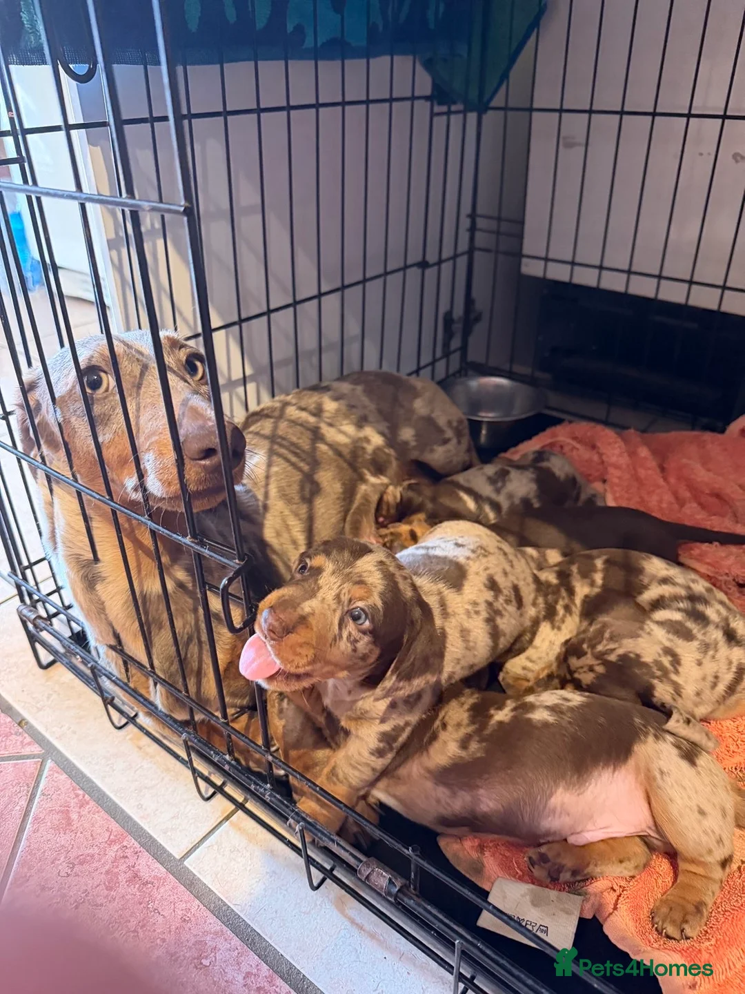 Miniature Dachshund dogs for sale: BEAUTIFUL MINI DACHSHUND PUPPIES - Advert 2