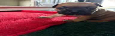 Staffordshire Bull Terrier 6