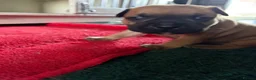 Staffordshire Bull Terrier dogs for sale: 6 red boys  - Advert 5
