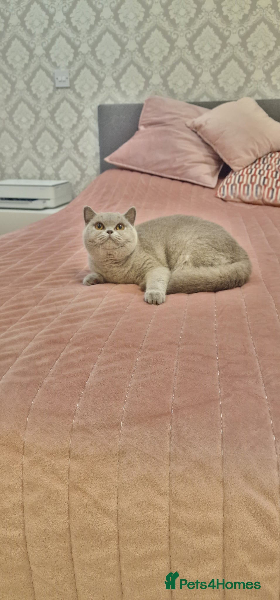 British Shorthair cats Amasing girls British Shorthair Lilac.  - Advert 18