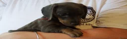 Miniature Dachshund dogs for sale: Blue and tan Mini dachshund pups ready !! 5 left!  in Newport - Advert 30