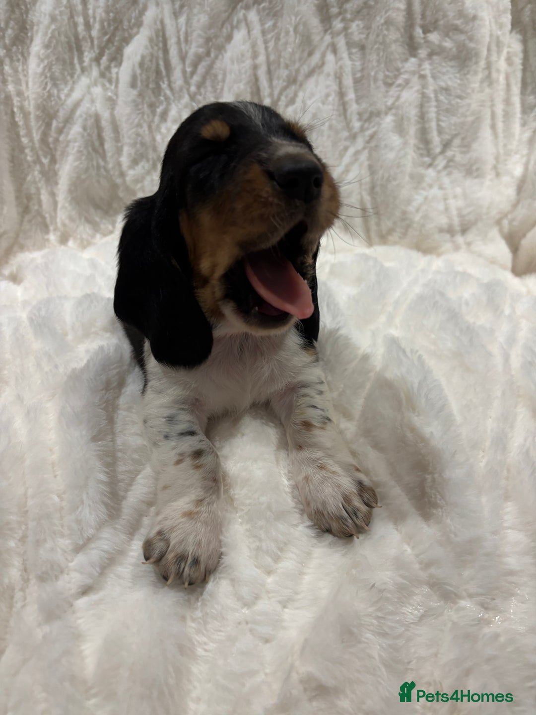 Basset Hound dogs for sale: Bassett hound puppies  - Advert 14