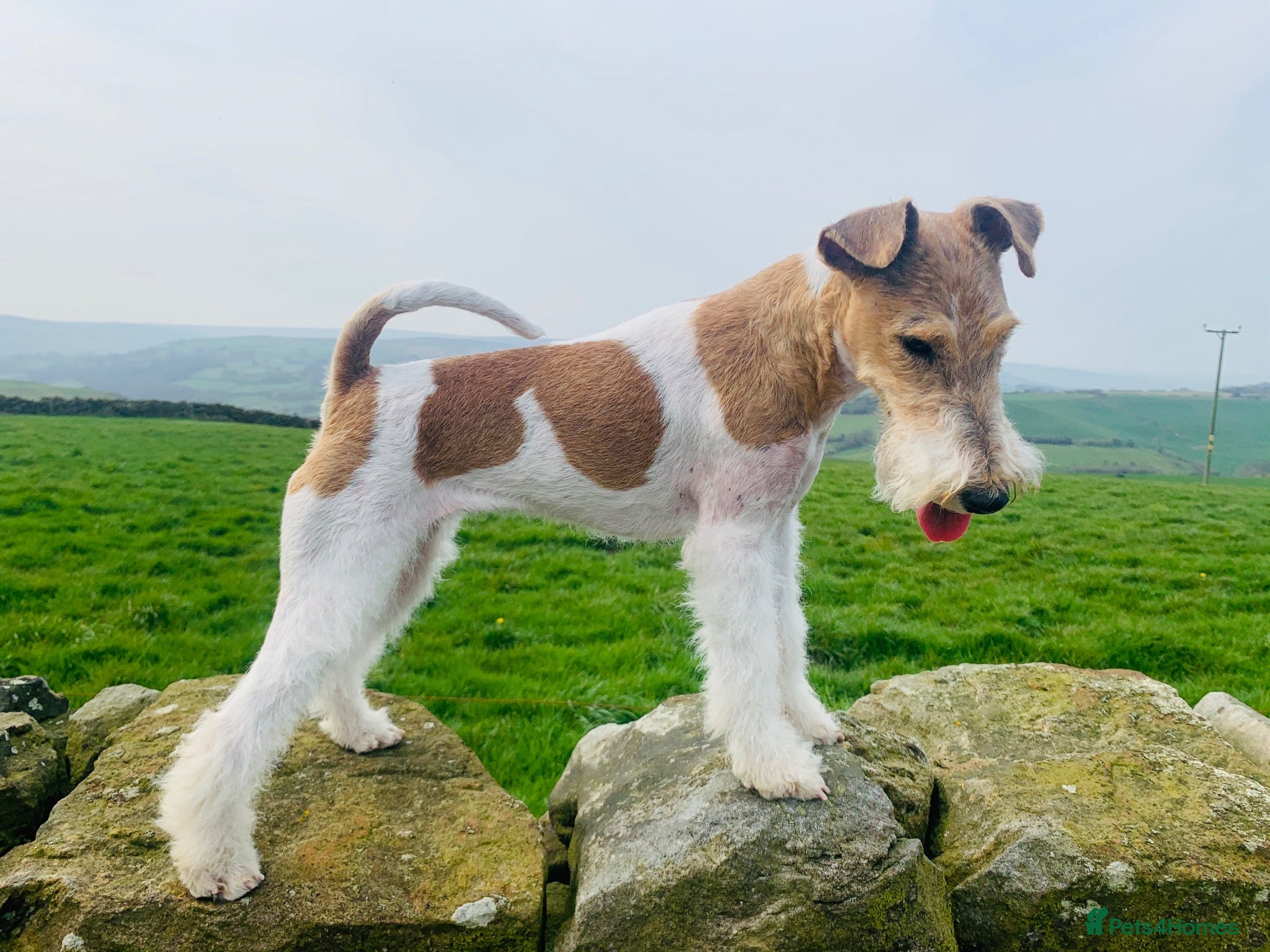 Fox Terrier dogs Wire Fox Terrier adult male - Advert 1