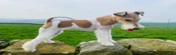 Fox Terrier dogs for sale: Wire Fox Terrier adult male in Leeds - Advert 1