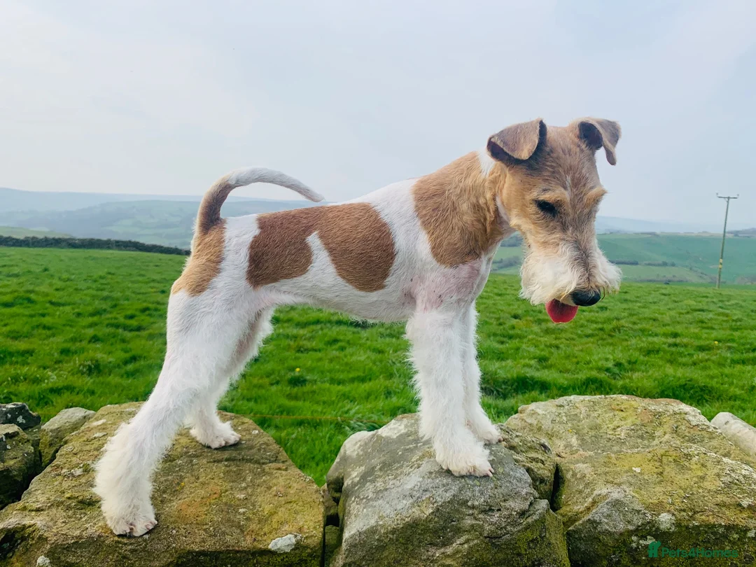 Fox Terrier dogs for sale: Wire Fox Terrier adult male in Leeds - Advert 1