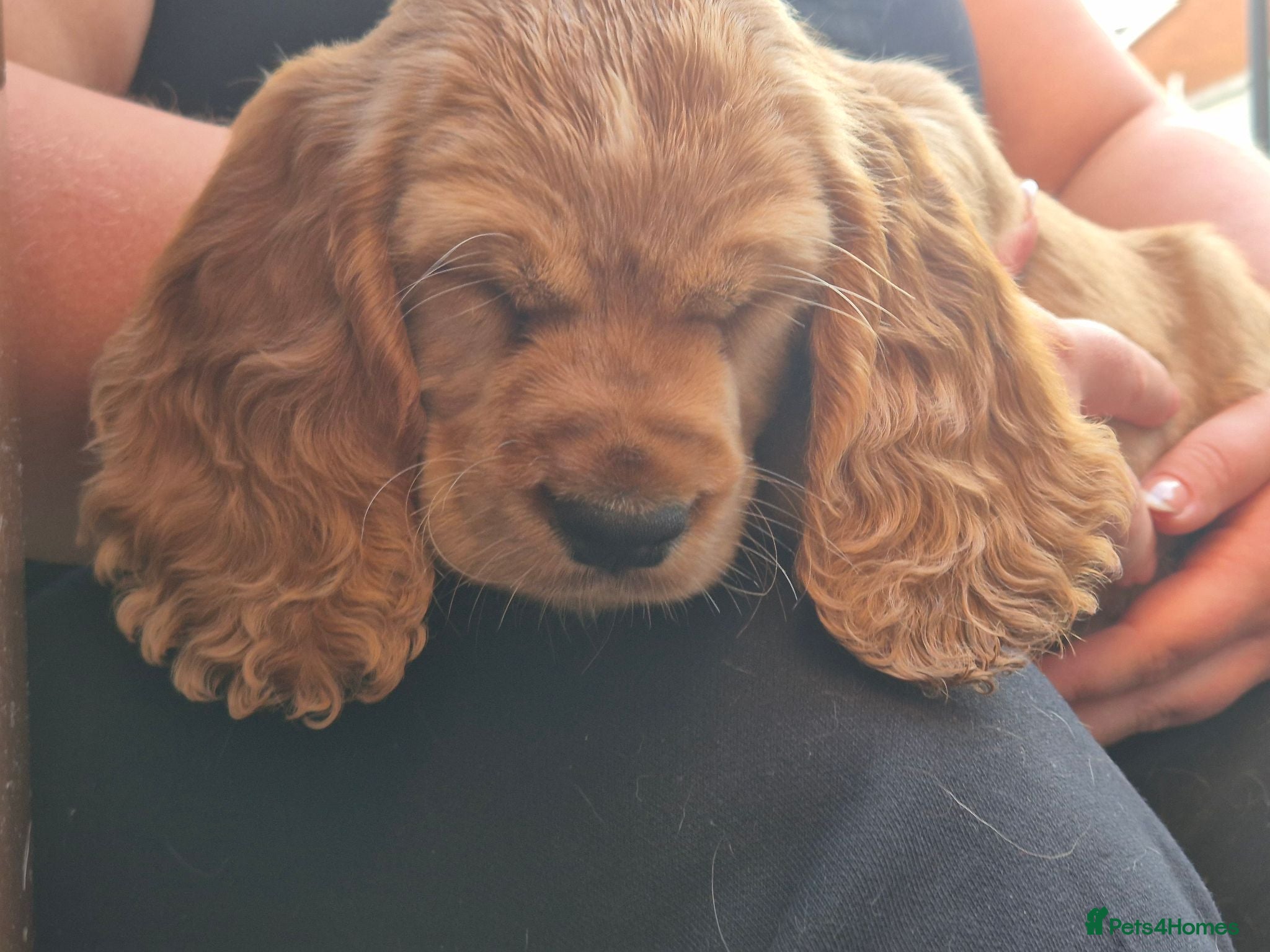 Cocker Spaniel dogs Cocker spaniels Barnsley area - Advert 2