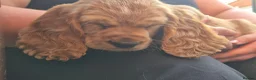 Cocker Spaniel dogs for sale: Cocker spaniels Barnsley area - Advert 23