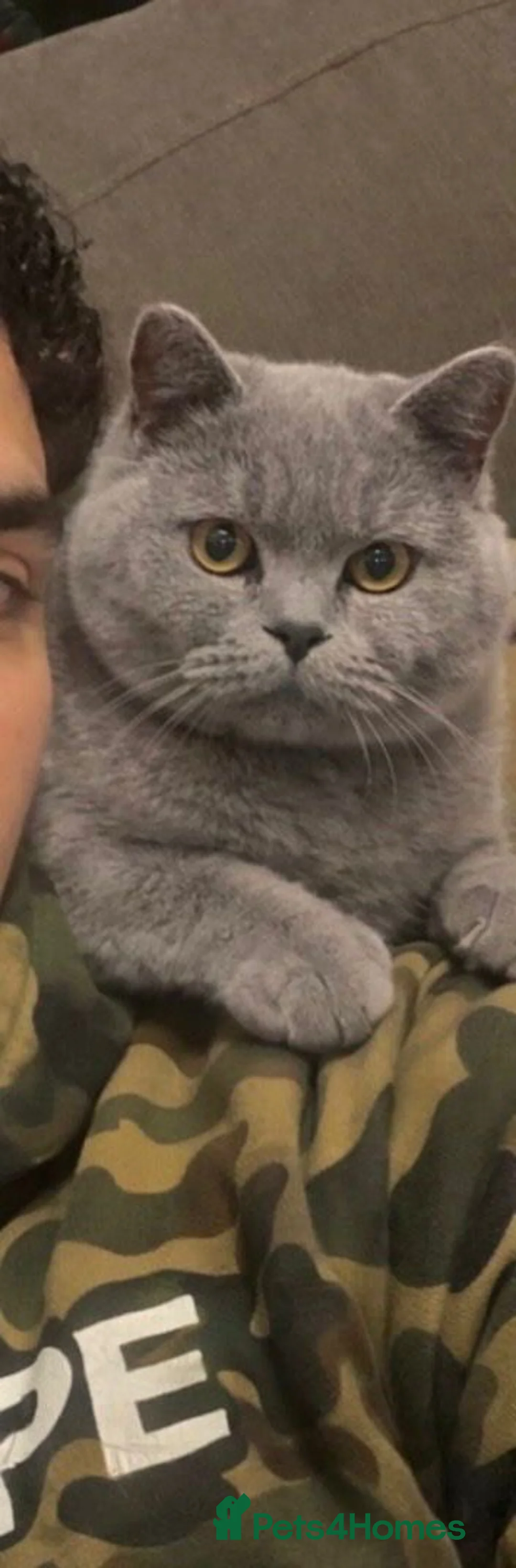 British Shorthair cats for sale: 2 Beautiful British shorthairs - rehoming in London - Advert 2