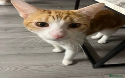 American Shorthair cats for sale: 2 Male cats Free to a good home  - Image 2